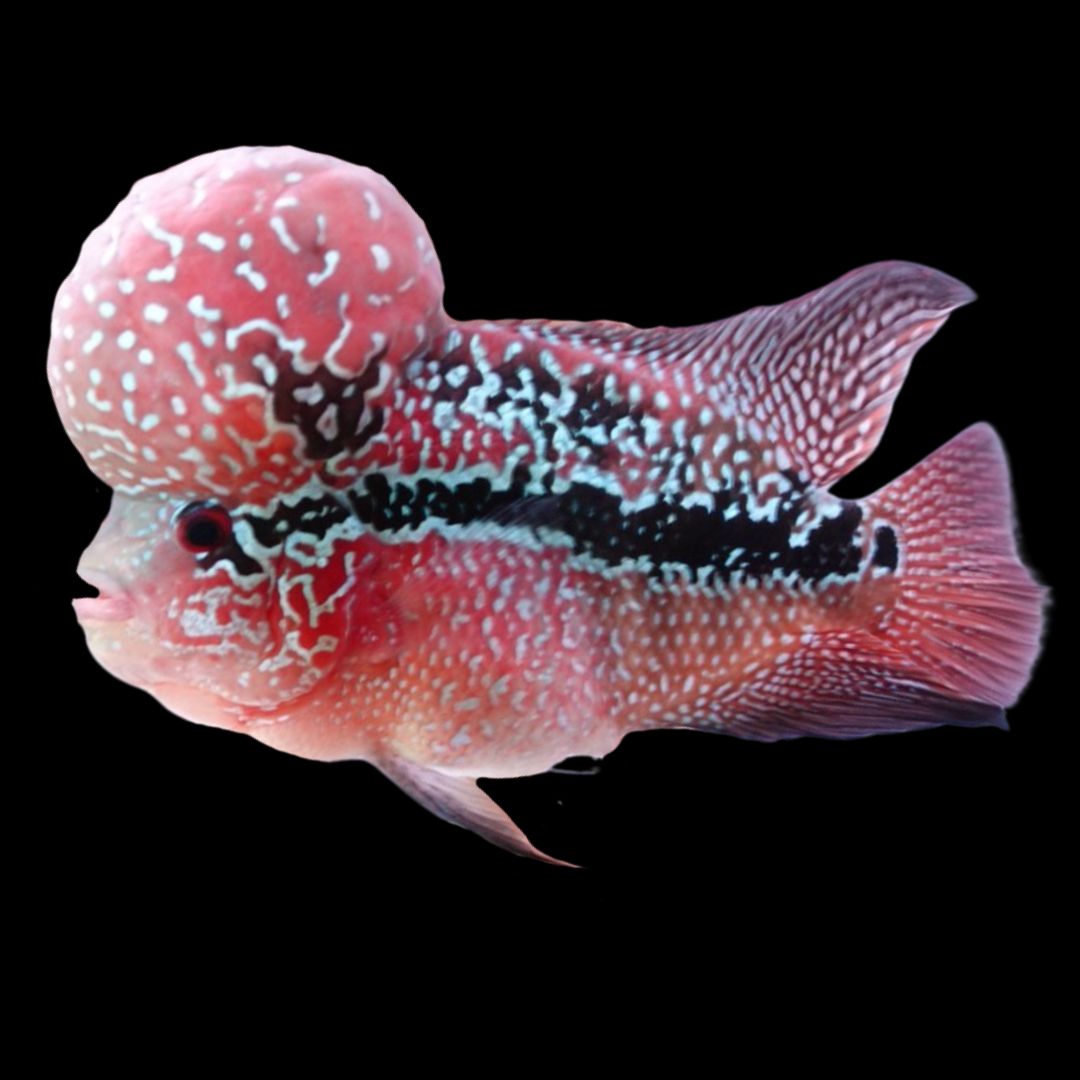 Rare Flowerhorn Two Tone (F3) - 6 inch