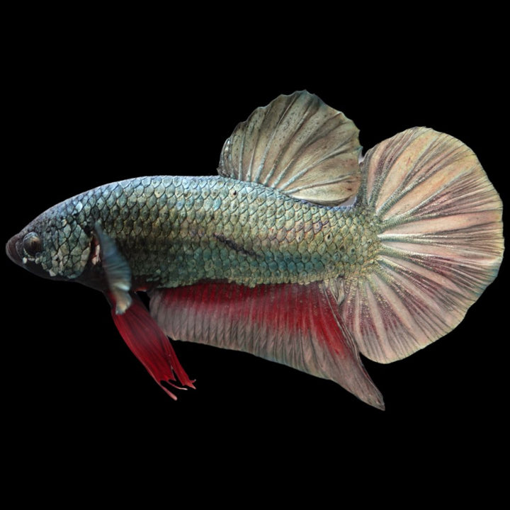 Rare Giant Multicolors Betta Fish