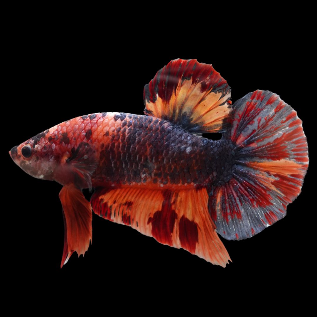 Competition Grade - Giant Multicolors Betta Fish