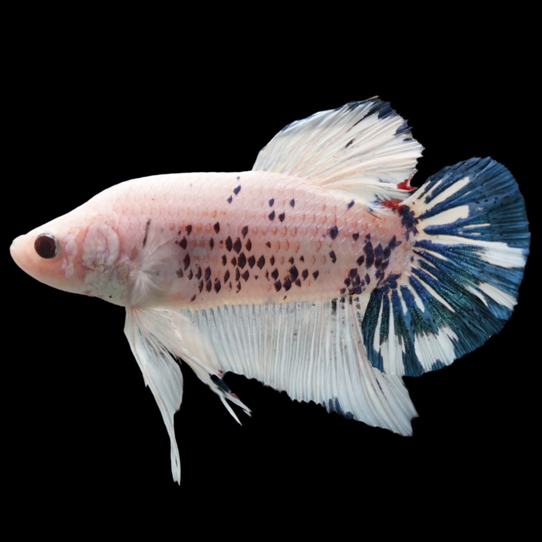 Rare Giant Multicolors Betta Fish