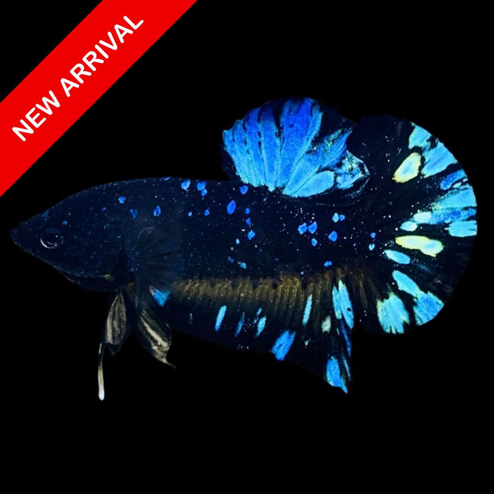 Rare Avatar Betta Fish