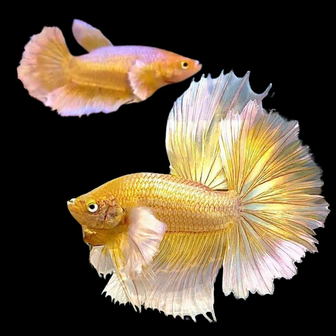 Rare Pair Dumbo Halfmoon Gold Betta Fish