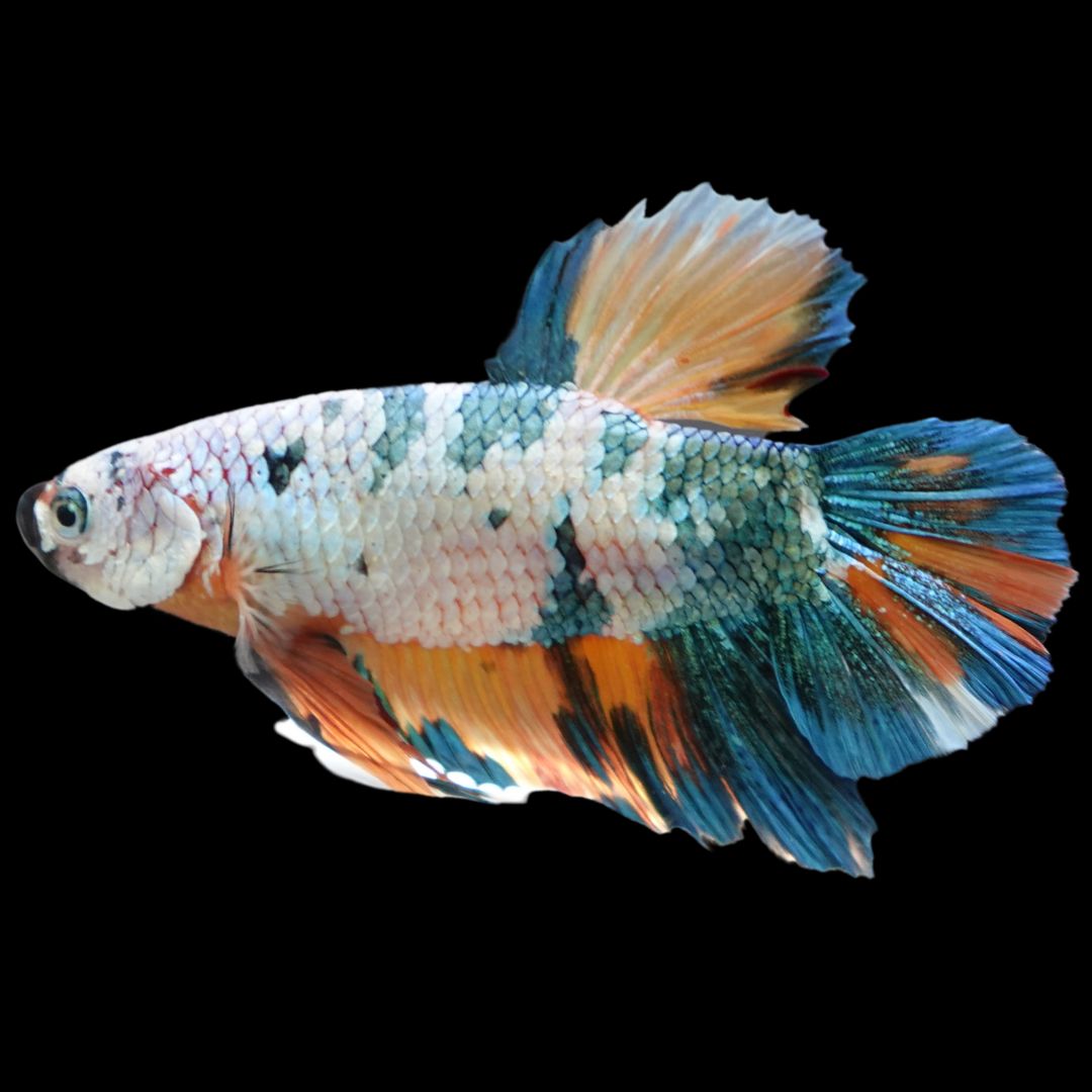 Rare Giant Multicolors Betta Fish