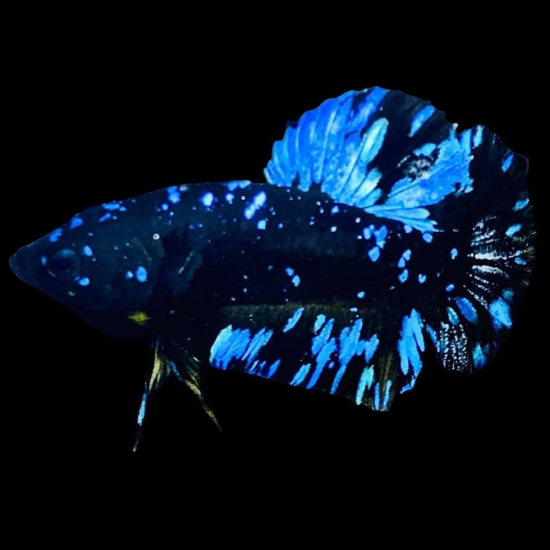 Rare Avatar Betta Fish