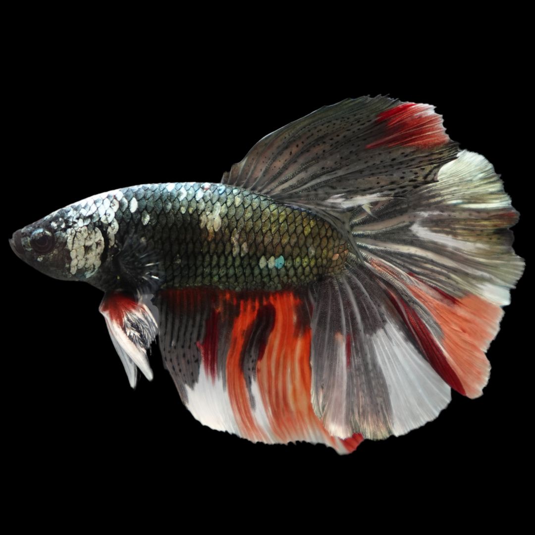 Rare Giant Halfmoon Red Copper Betta Fish