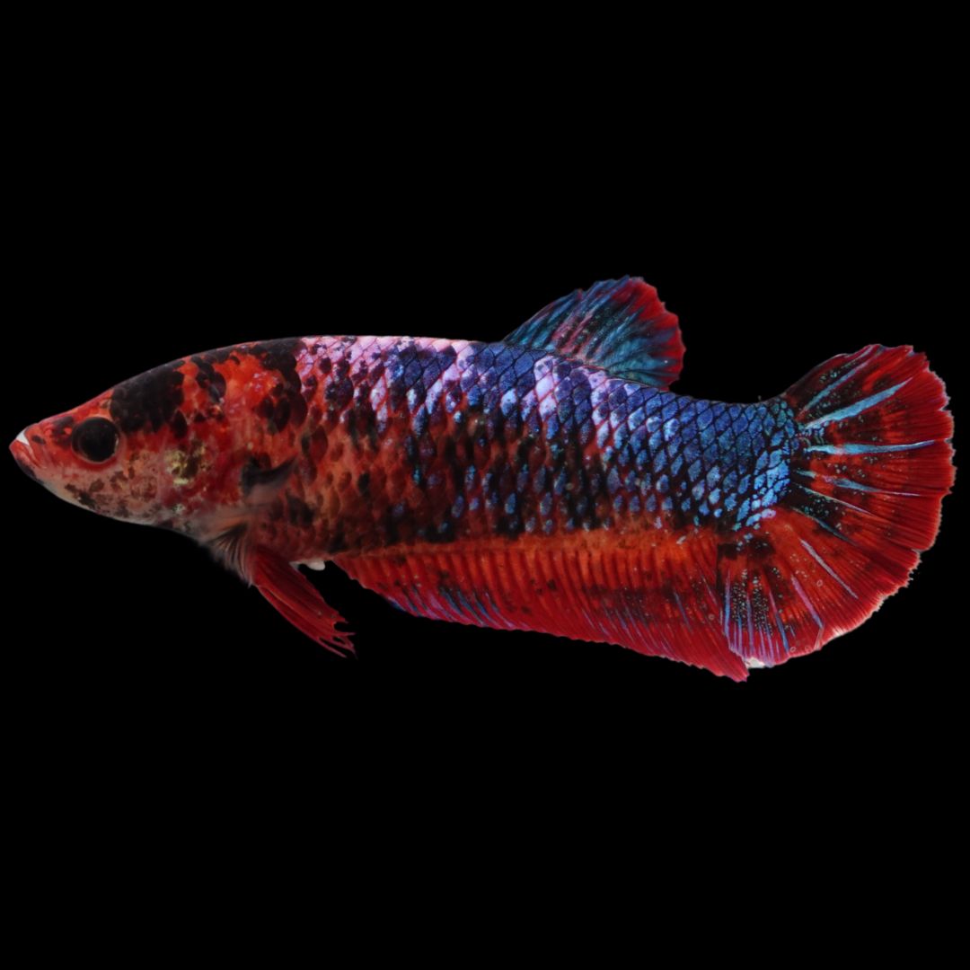 Rare Giant Multicolors Betta Fish