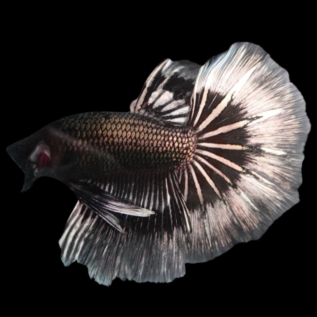 Rare Halfmoon Black Copper Butterfly Betta Fish