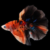 Rare Halfmoon Multicolors Betta Fish (Male)
