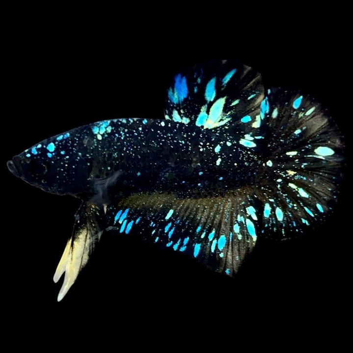 Rare Avatar Betta Fish