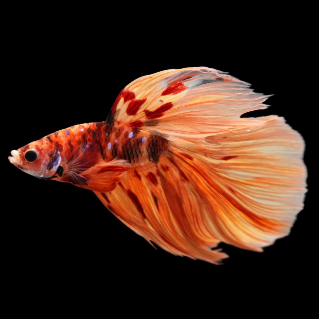 Rare Halfmoon Multicolors Betta Fish