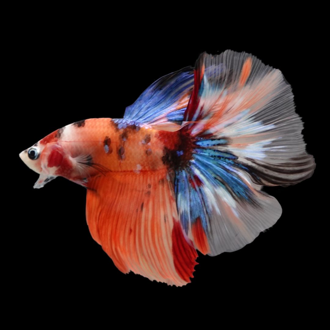 Rare Halfmoon Multicolors Betta Fish