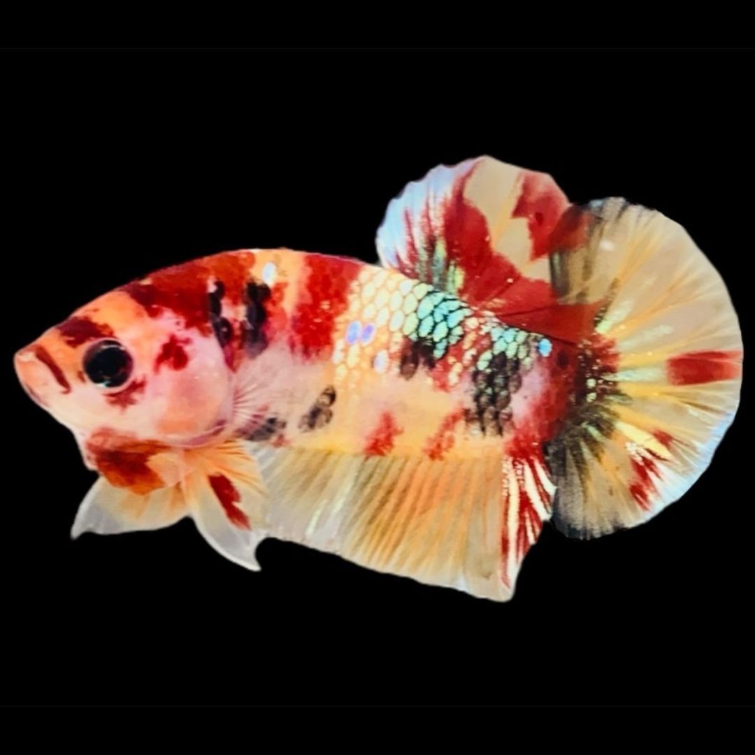 Rare Koi Multicolors Betta Fish