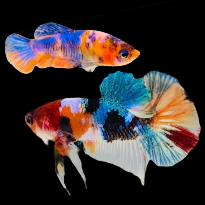 Rare Pair Koi Multicolors Betta Fish