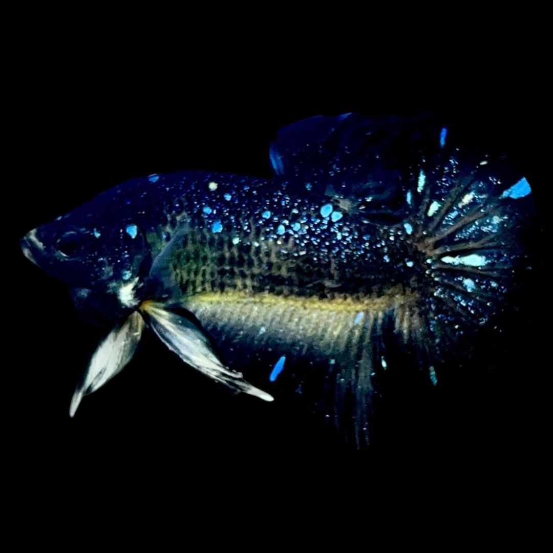 Rare Avatar Betta Fish