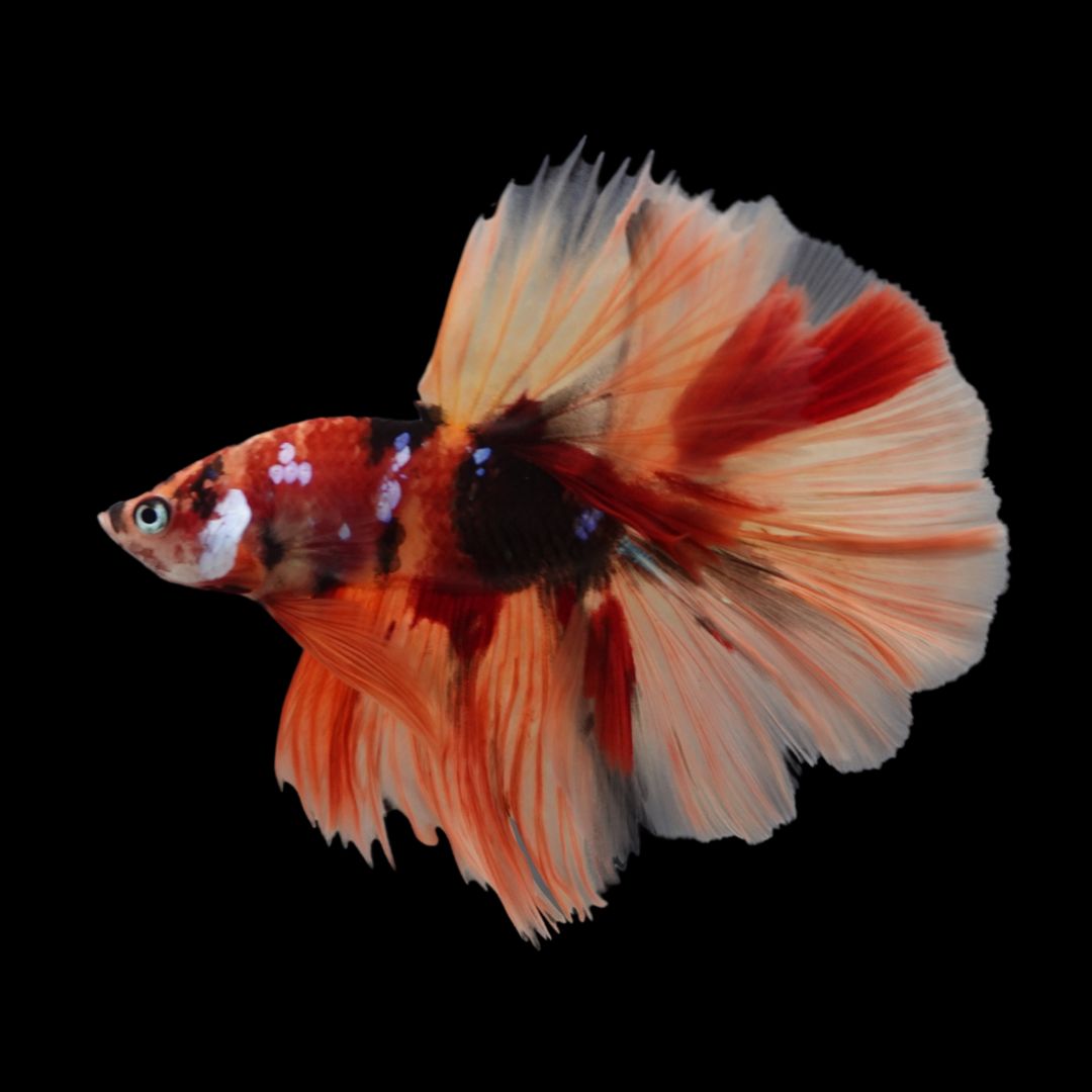 Rare Halfmoon Multicolors Betta Fish