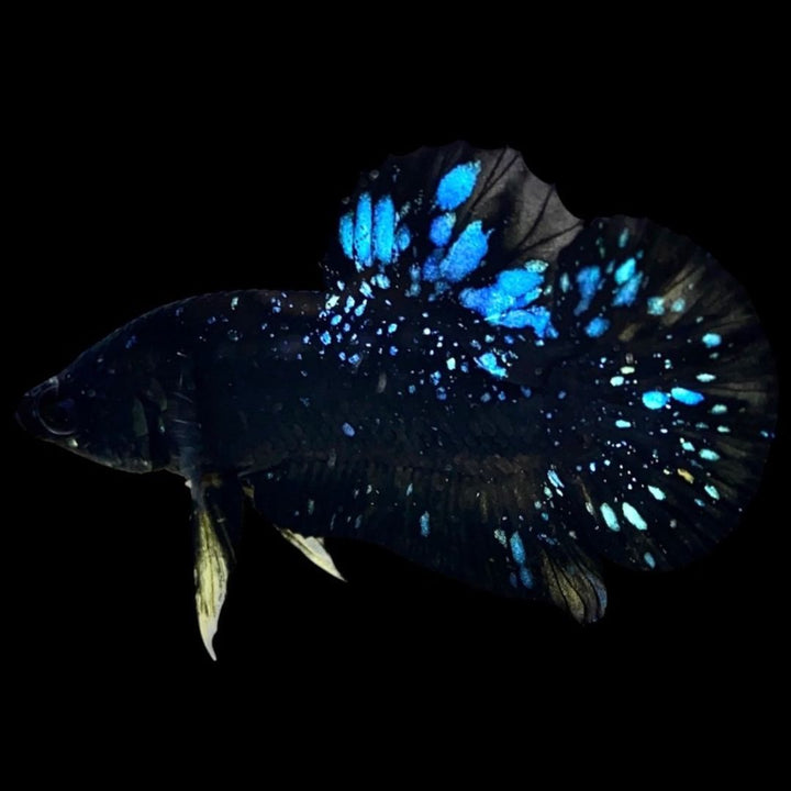 Rare Avatar Betta Fish