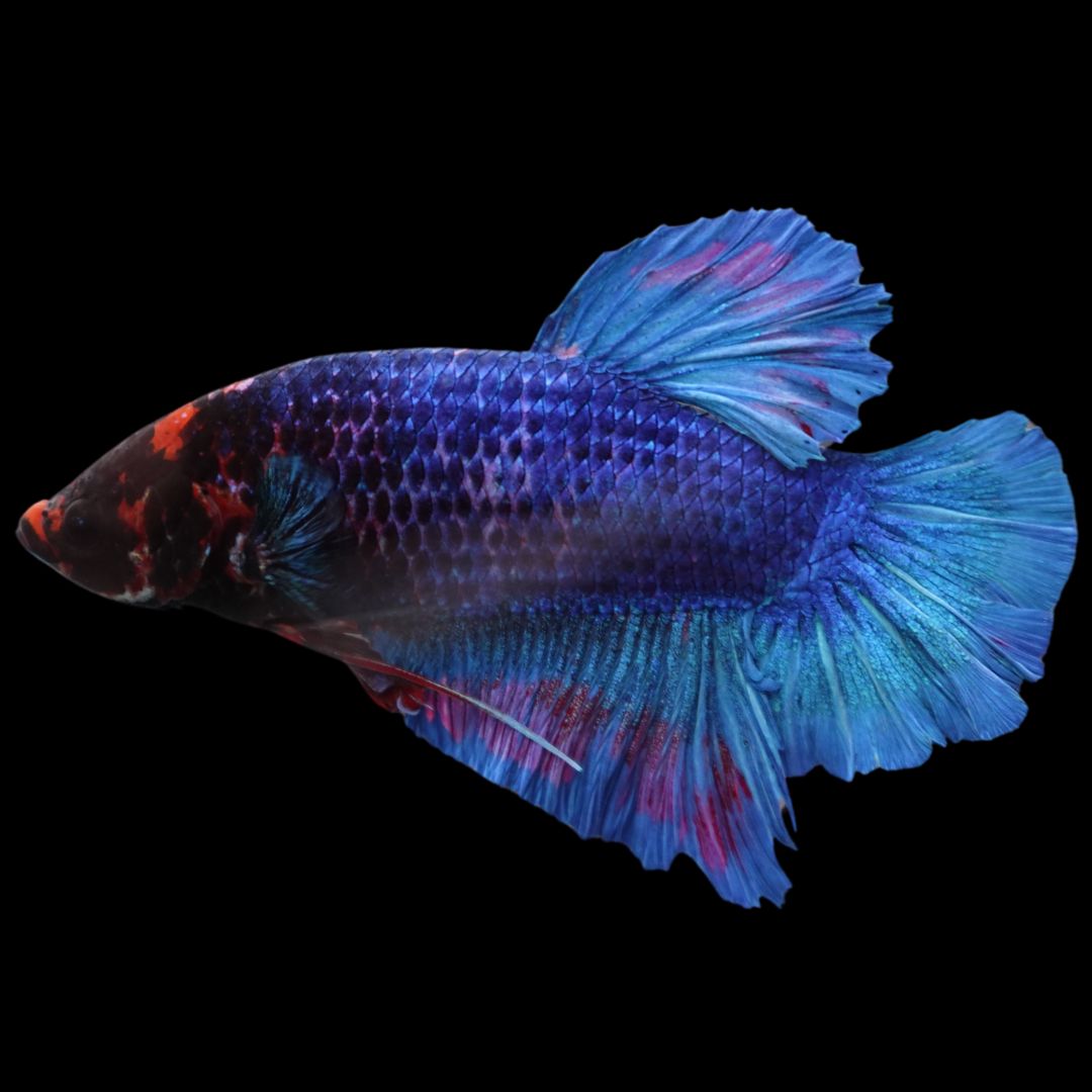 Rare Giant Multicolors Betta Fish