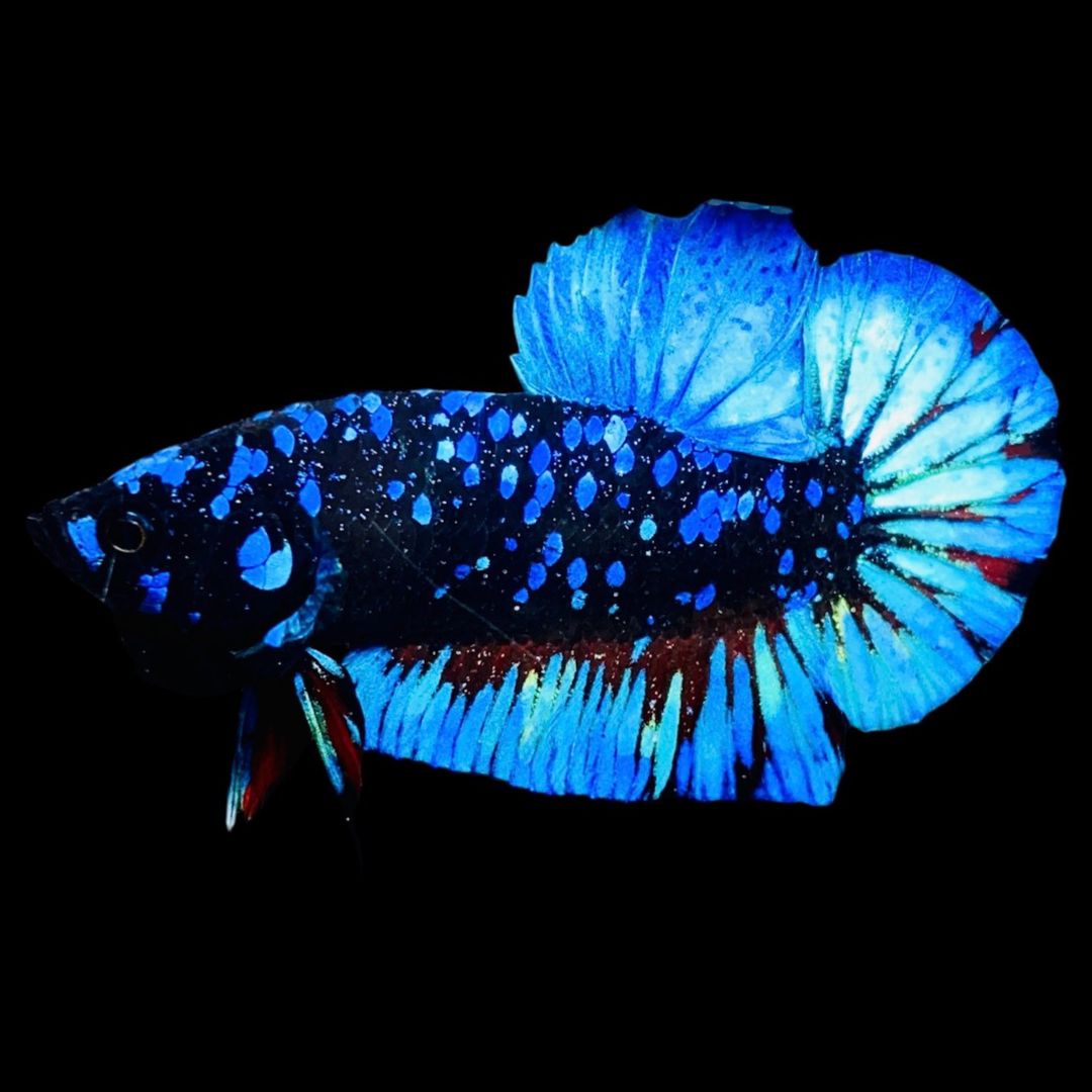 Rare Avatar Betta Fish (Male)