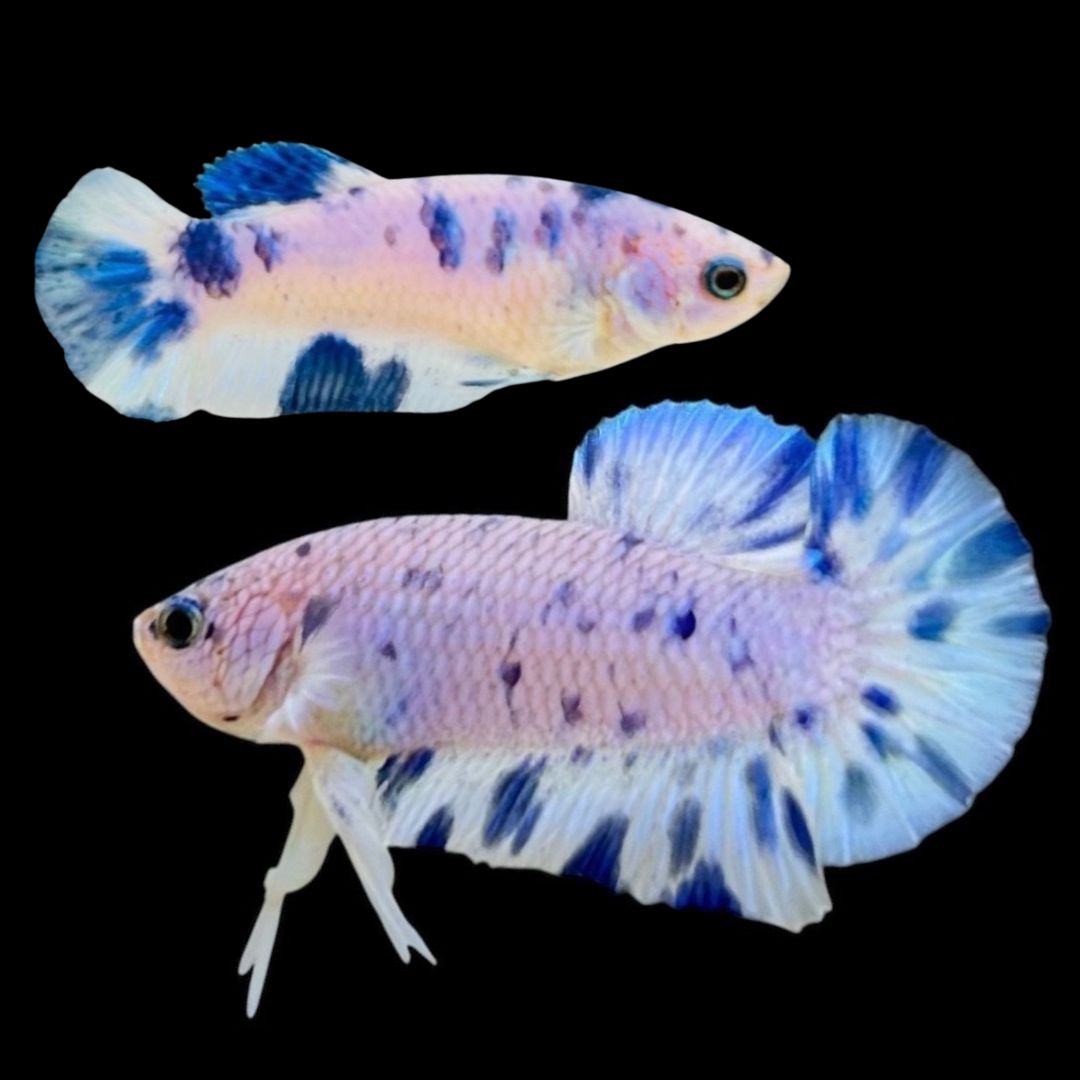 Rare Pair Blue Marble Dot Betta Fish