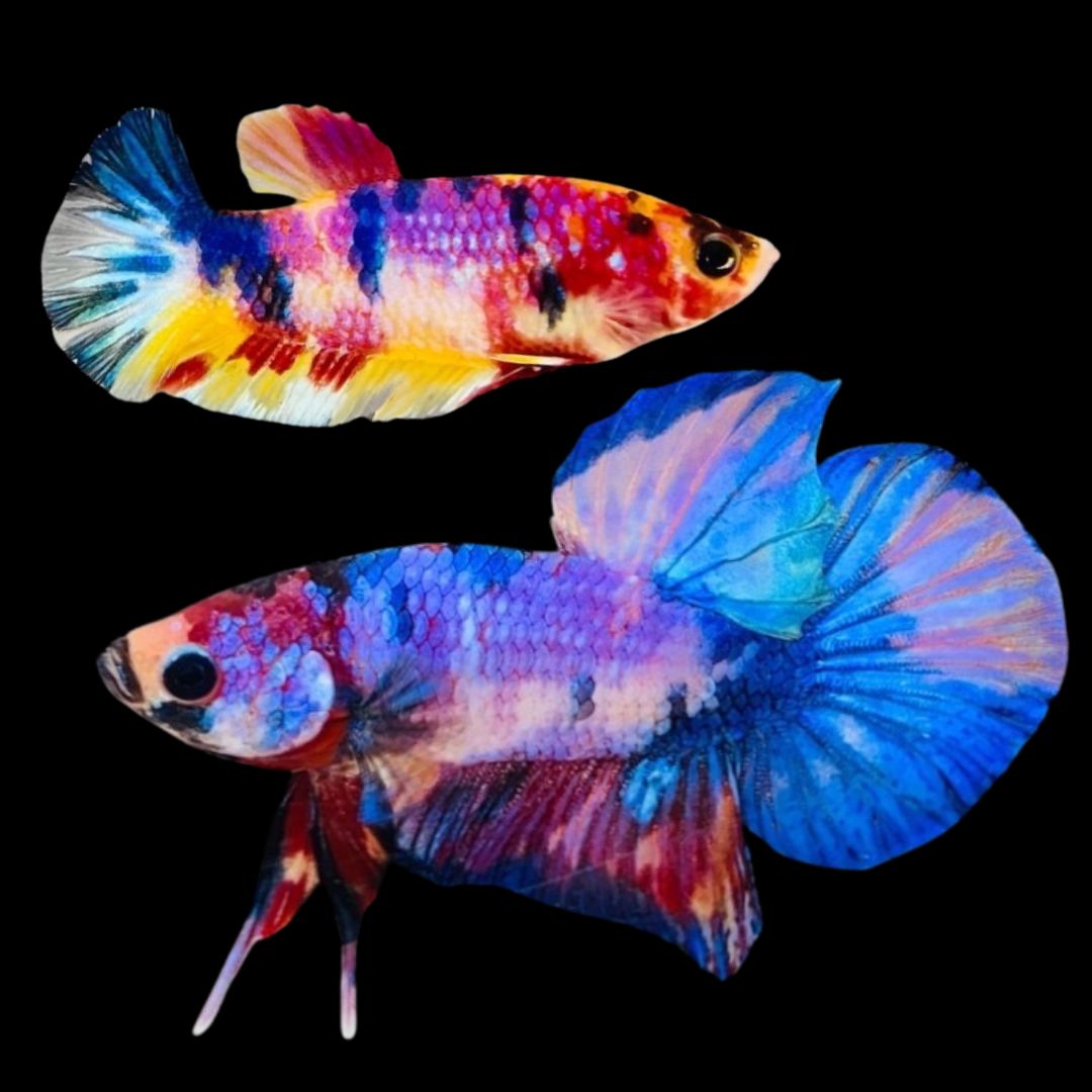 Rare Pair Koi Multicolors Betta Fish