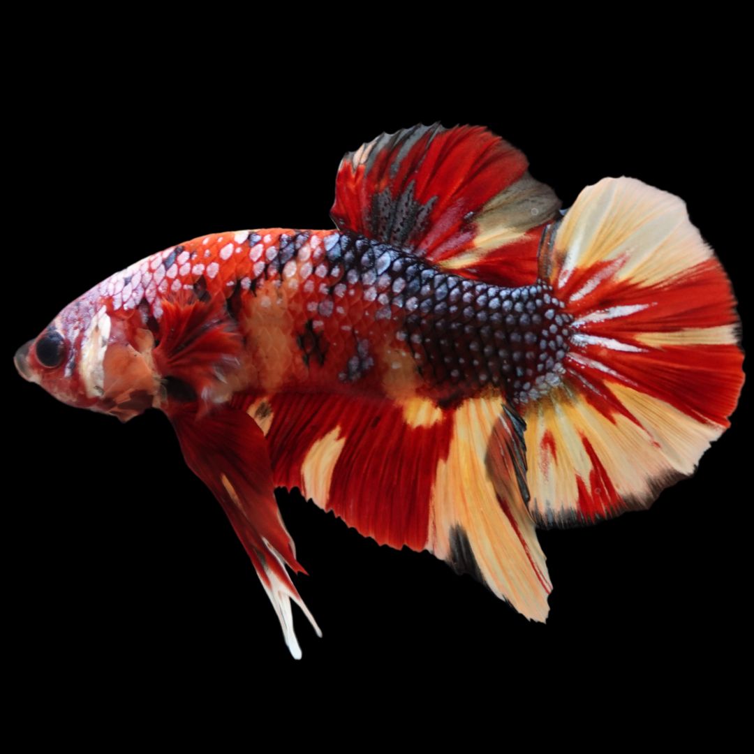 Rare Giant Multicolors Betta Fish