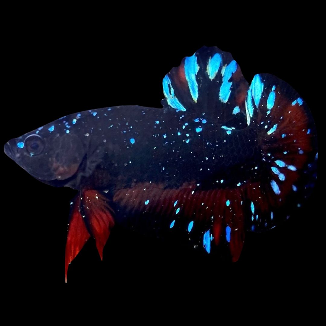 Rare Avatar Betta Fish