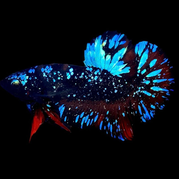 Rare Avatar Betta Fish
