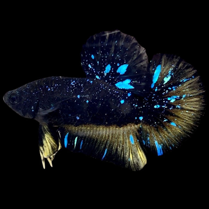 Rare Avatar Betta Fish