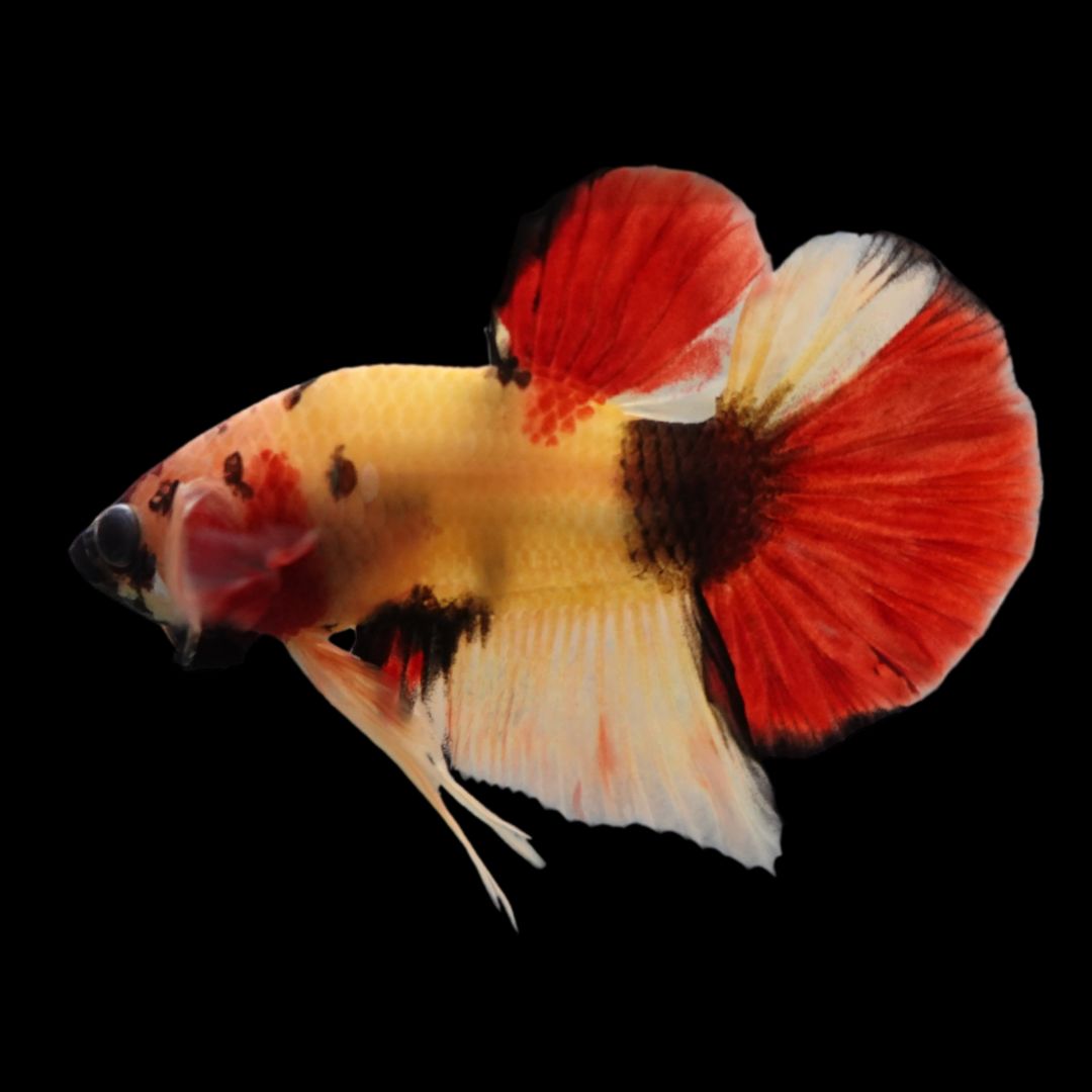Rare Koi Multicolors Betta Fish