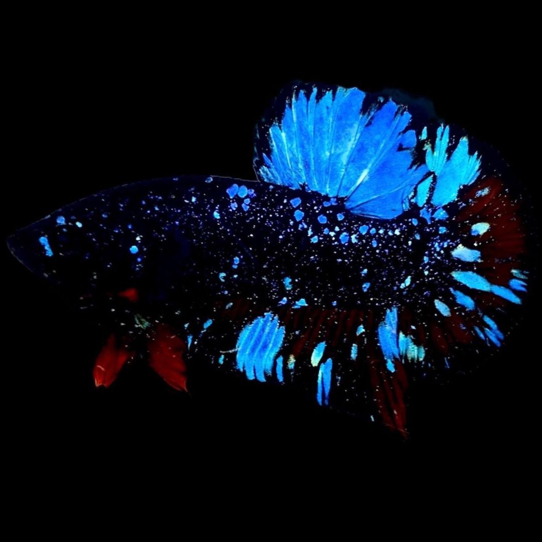 Rare Avatar Betta Fish