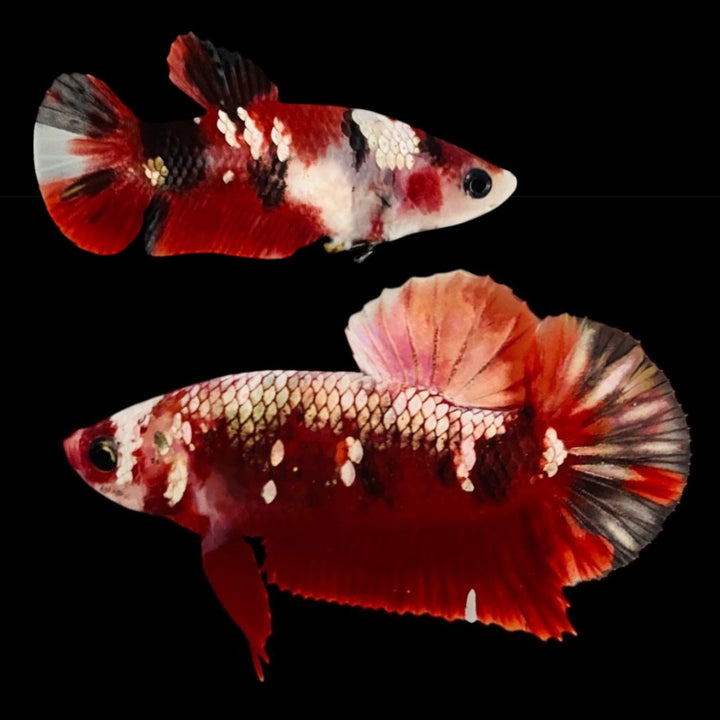 Rare Pair Red Copper Betta Fish