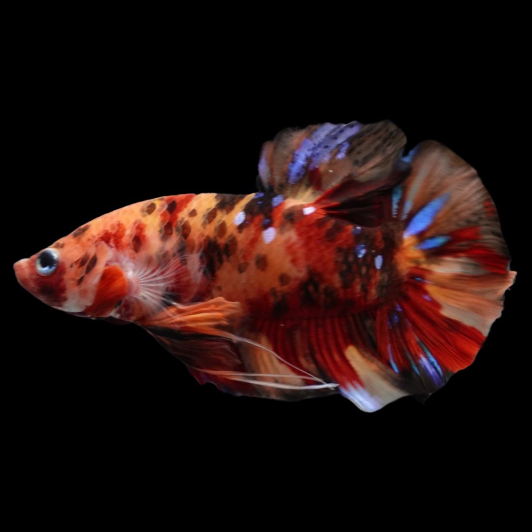 Rare Giant Multicolors Betta Fish