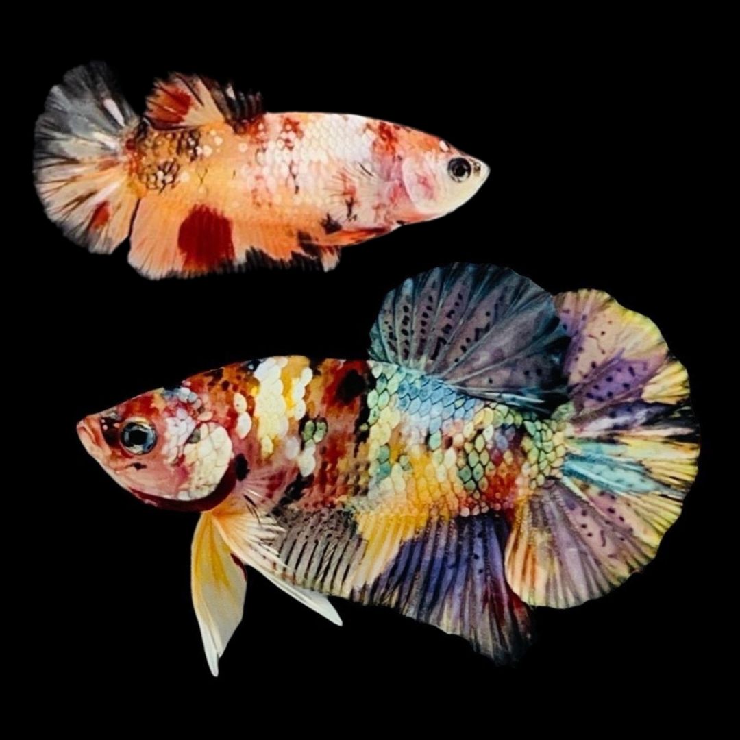 Rare Pair Nemo Copper Betta Fish