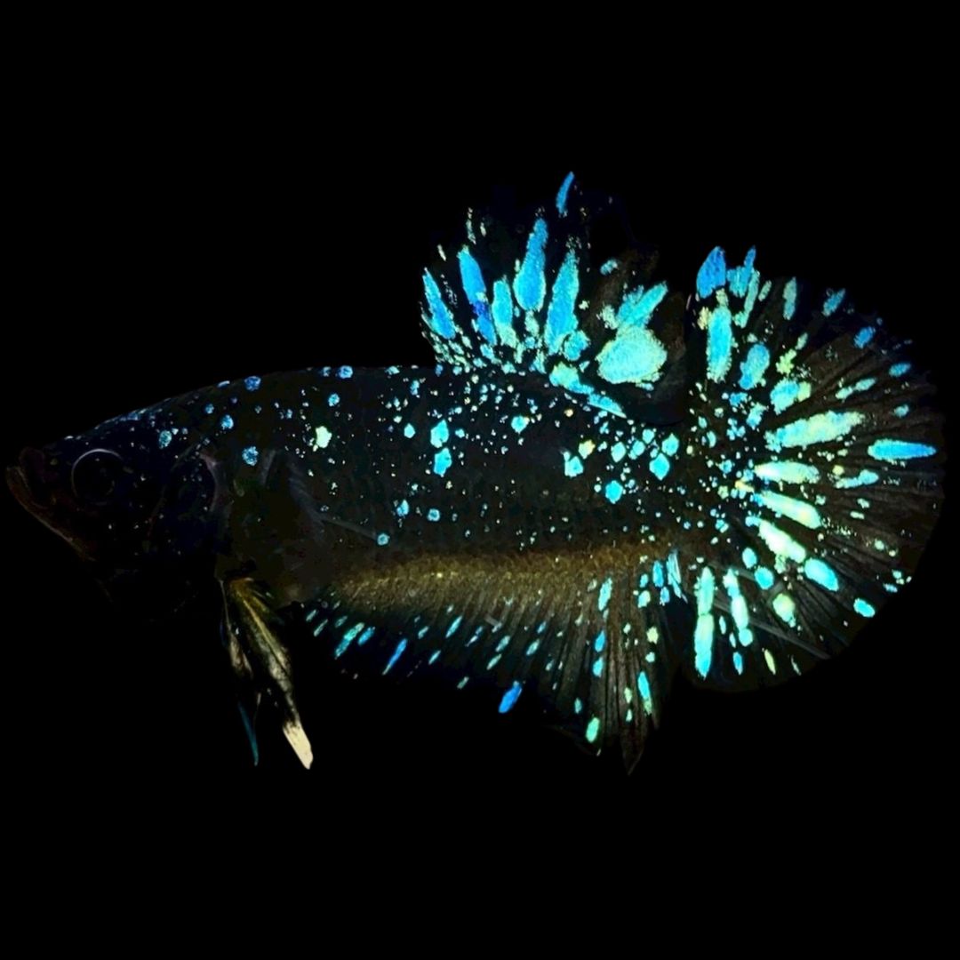 Rare Avatar Betta Fish