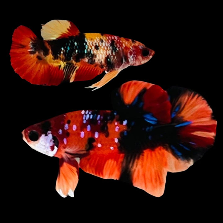 Rare Pair Koi Multicolors Betta Fish