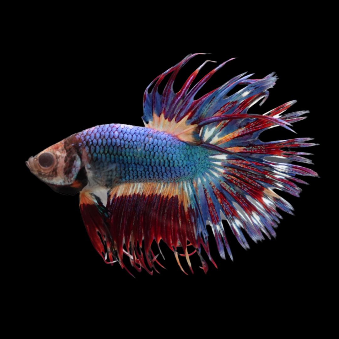 Rare Multicolors Crowntail Betta Fish