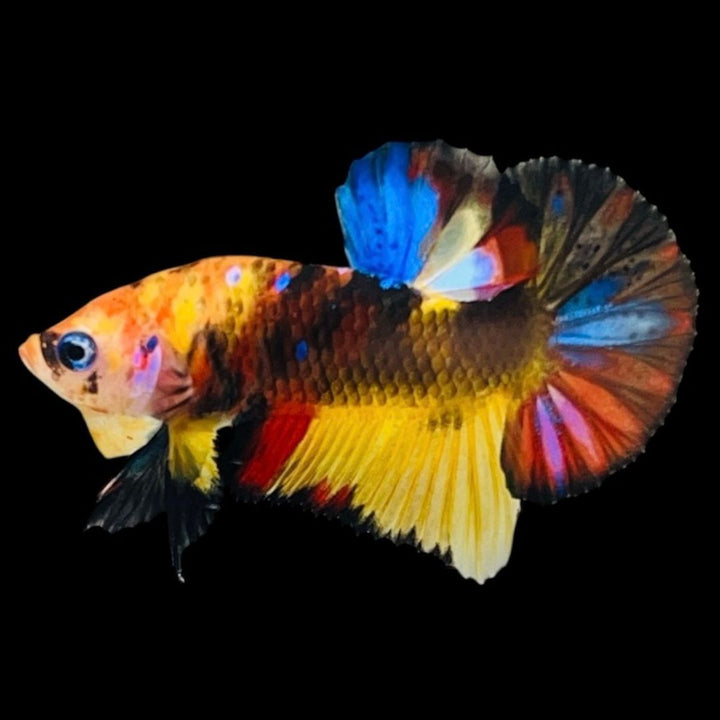 Rare Koi Multicolors Betta Fish