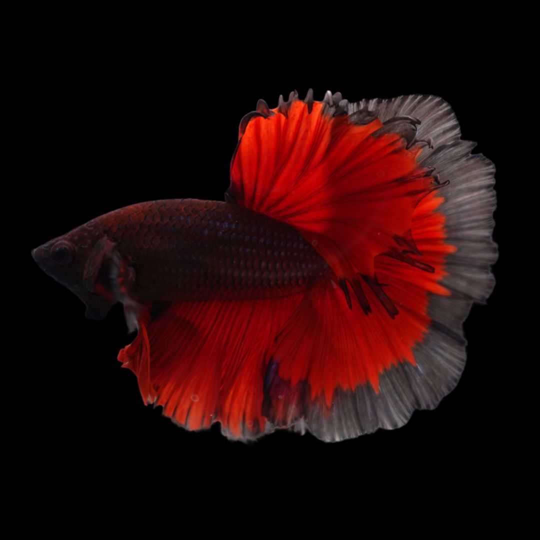 Rare Halfmoon Red Devil Betta Fish