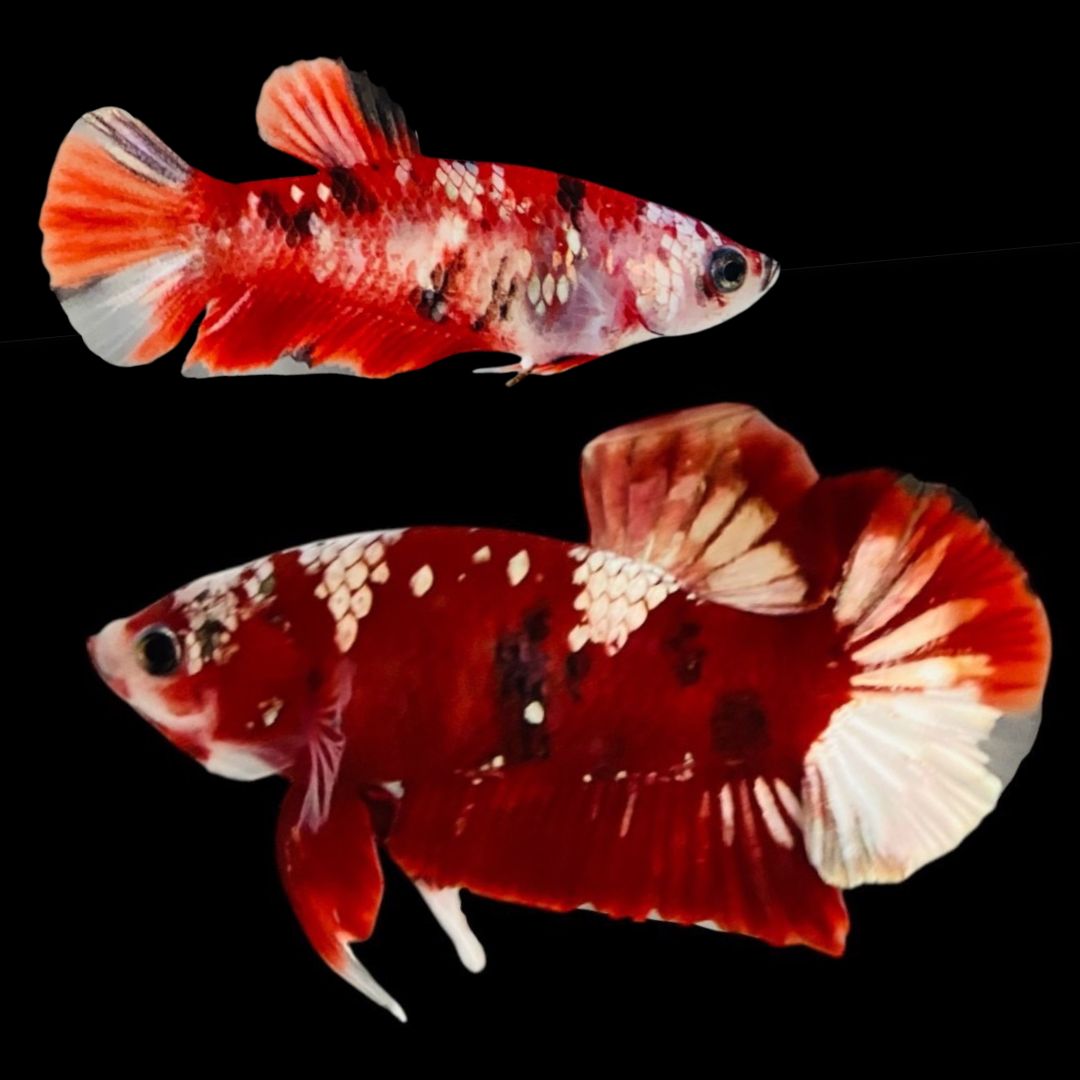 Rare Pair Red Copper Betta Fish