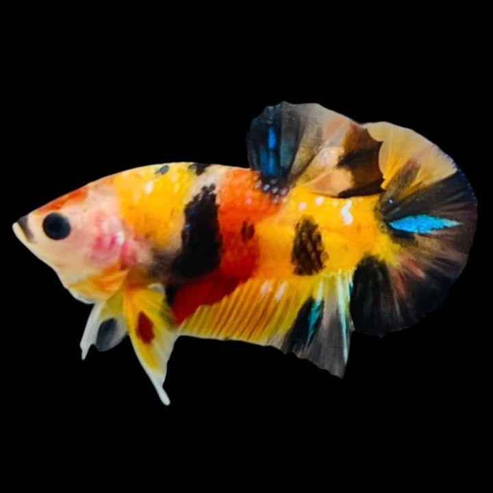 Rare Koi Multicolors Betta Fish