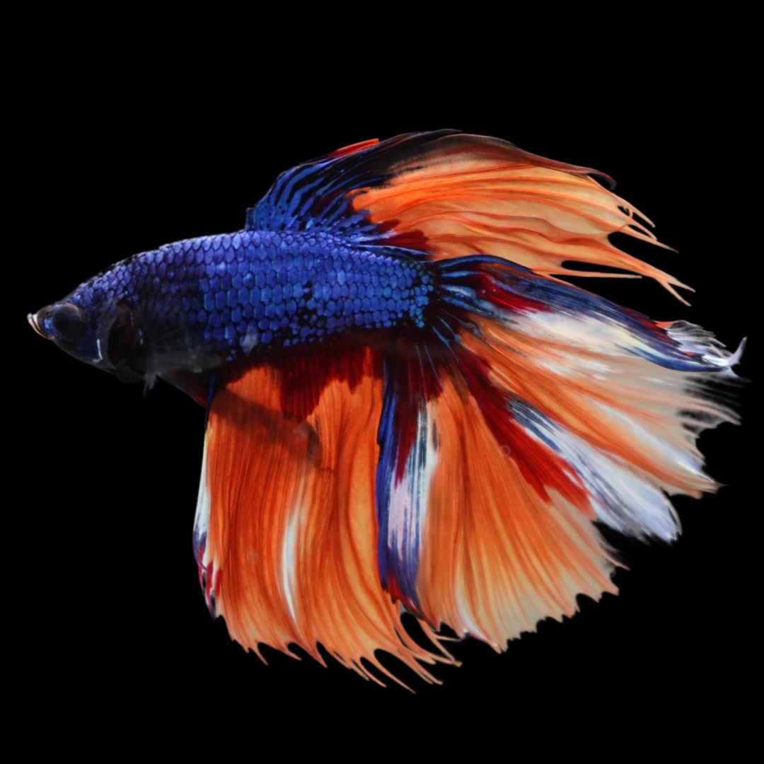 Rare Halfmoon Multicolors Betta Fish