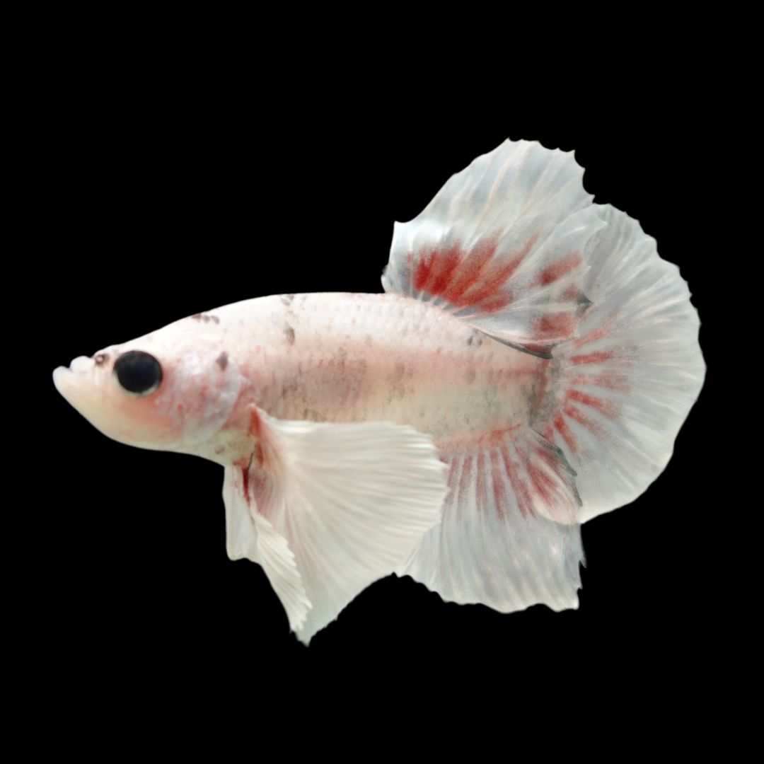 Regular Betta Rare Dumbo Smokey Red Betta Fish