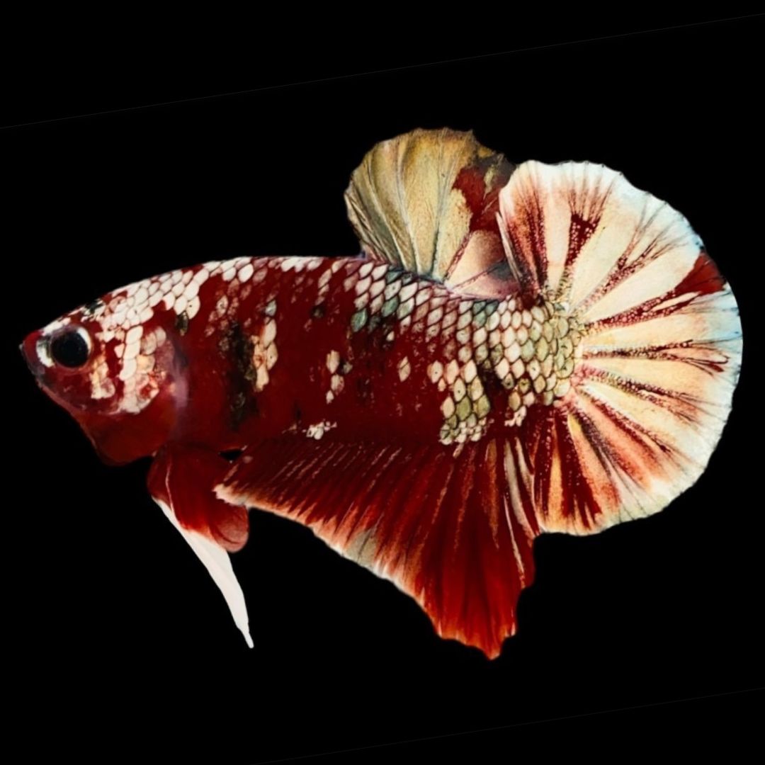 Rare Red Copper Betta Fish