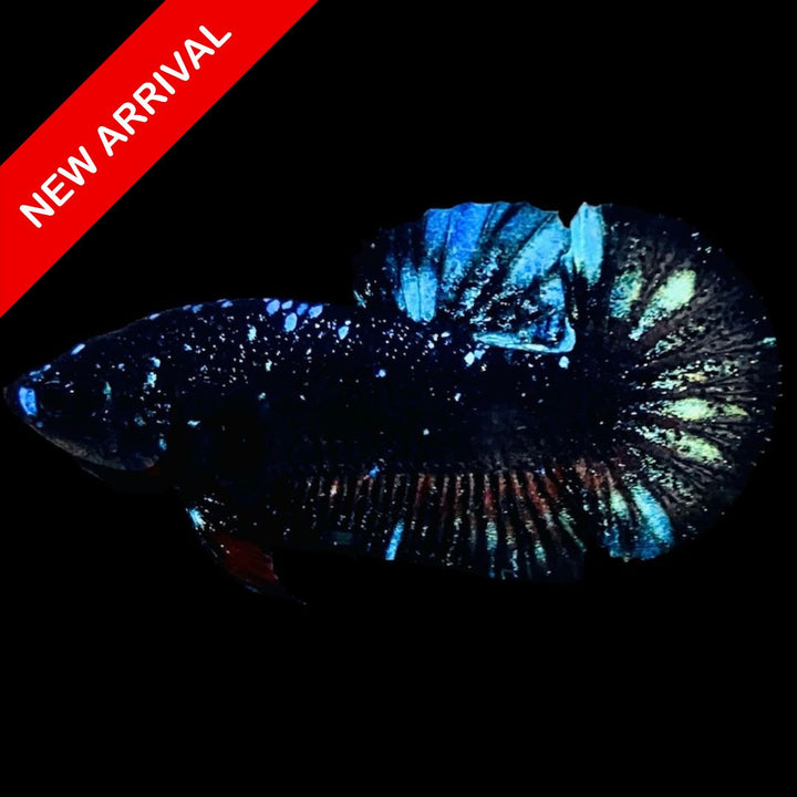 Rare Avatar Betta Fish