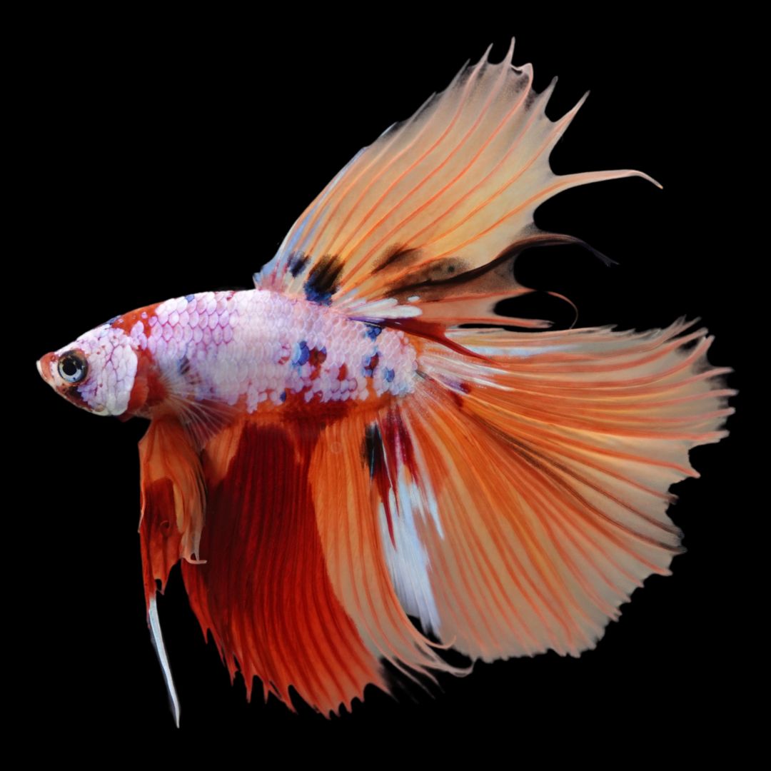 Rare Halfmoon Multicolors Betta Fish