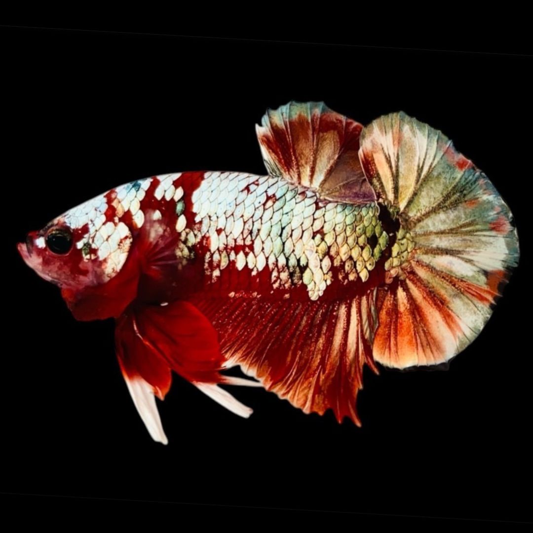 Rare Red Copper Betta Fish