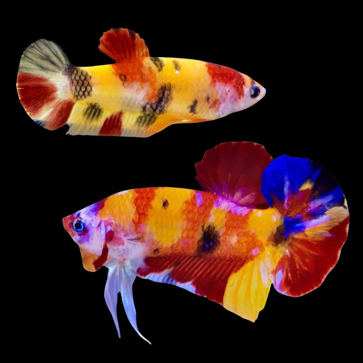 Rare Pair Koi Multicolors Betta Fish