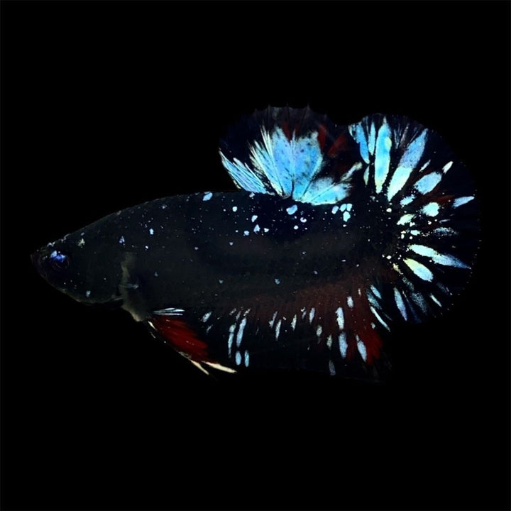 Rare Avatar Betta Fish