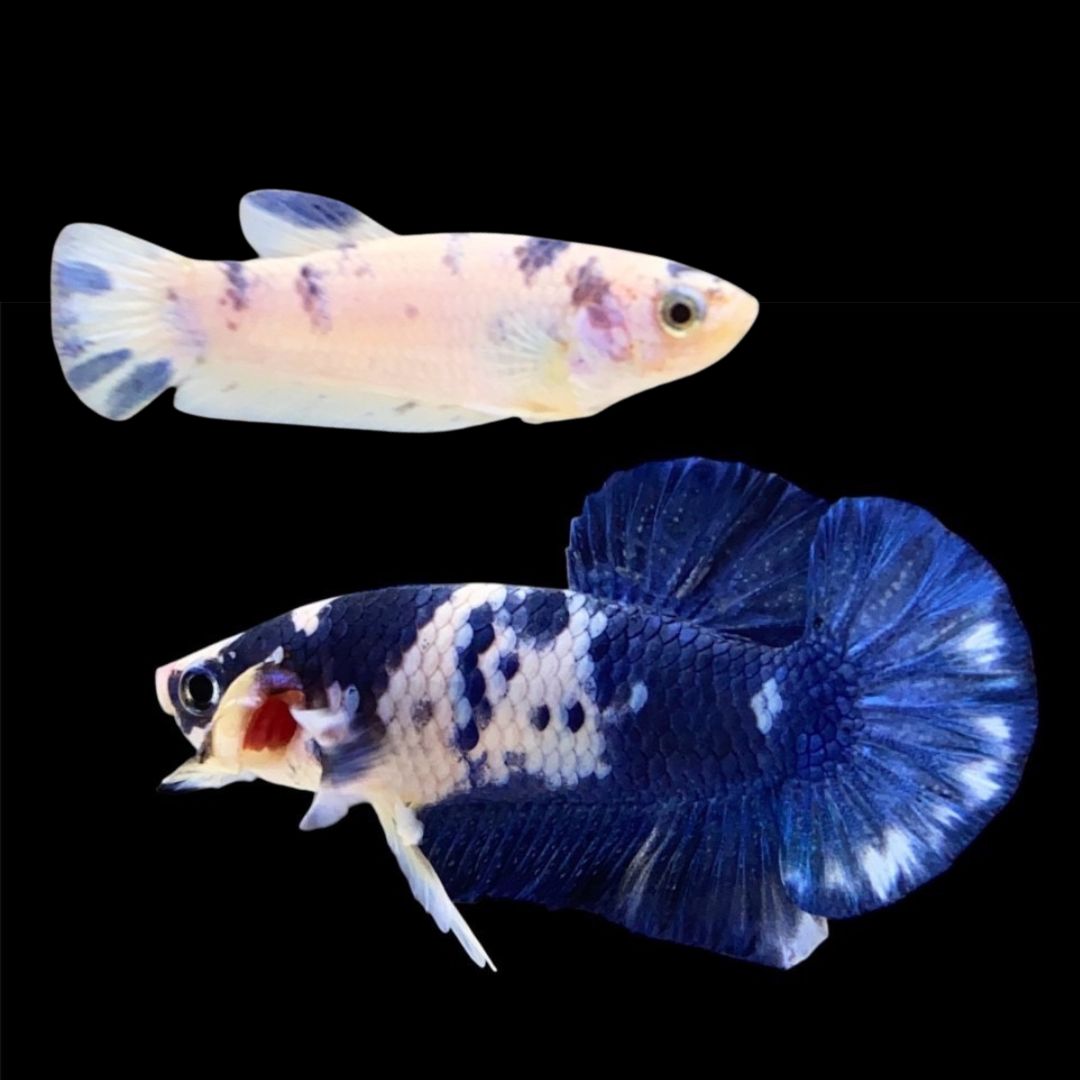 Rare Pair Blue Marble Dot Betta Fish