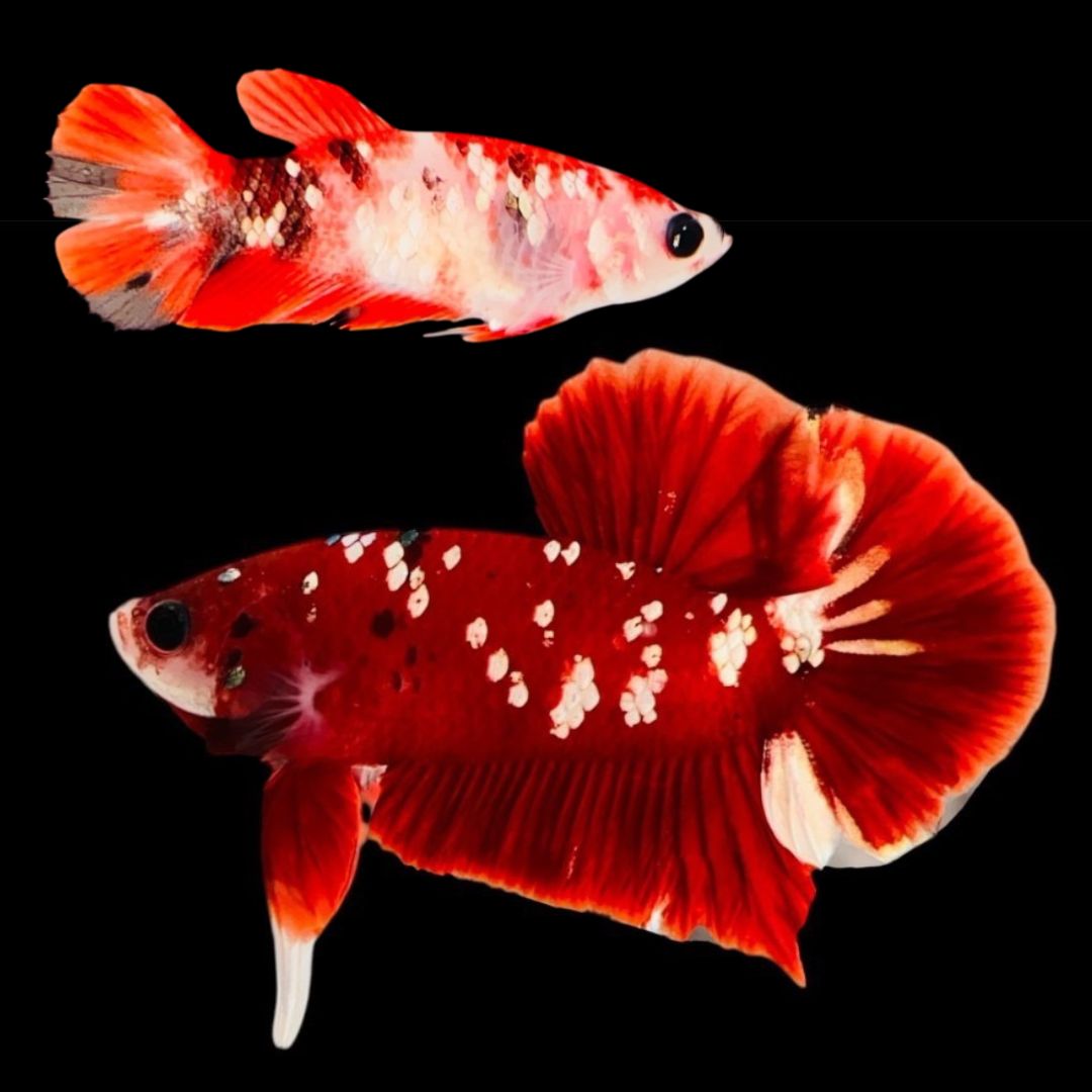 Rare Pair Red Copper Betta Fish